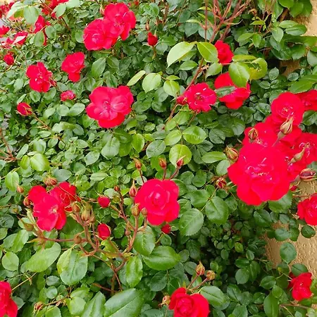 La maison des roses-2